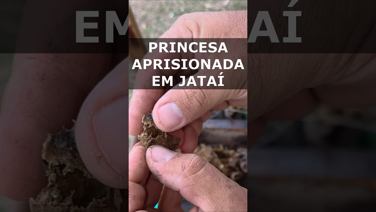 Jataí com Princesa aprisionada na isca