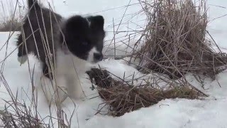 Обучение щенка лайки. Дерзый.(Новенький среди моих лаек...Поездка за щенком 8 Марта 2015г., 2016-04-15T10:05:33.000Z)