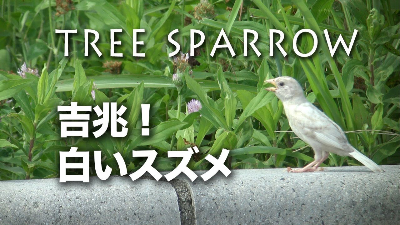 野鳥動画フィールドノート アルビノ 白変種カテゴリのエントリ