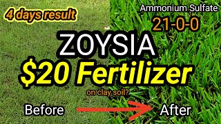 $20 Fertilizer on Clay Soil (Zoysia)? | Ammonium Sulfate 21-0-0 | 4 Day Lawn Transformation