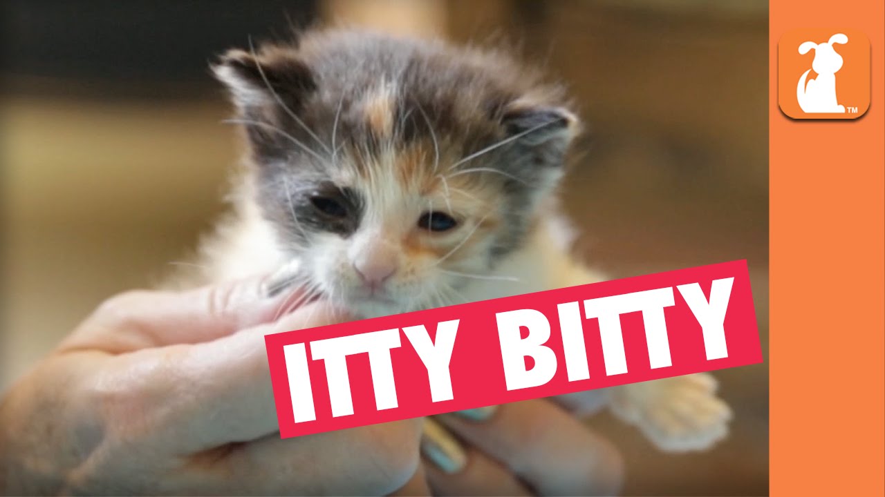 newborn calico kittens