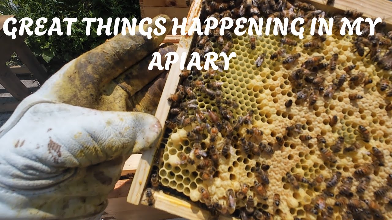 June 2nd hive 4 and split, great things happening in my apiary