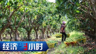 “融资难”“销售难”“物流难”三大难题围绕，金秋“丰”景如何绘就？「经济半小时」20230925 | 财经风云