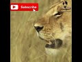 شاهد الأسد يصطاد الفريسة مشاهد مثيرة
