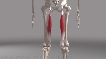Hamstrings Series Part 2-  Semimembranosus Basics