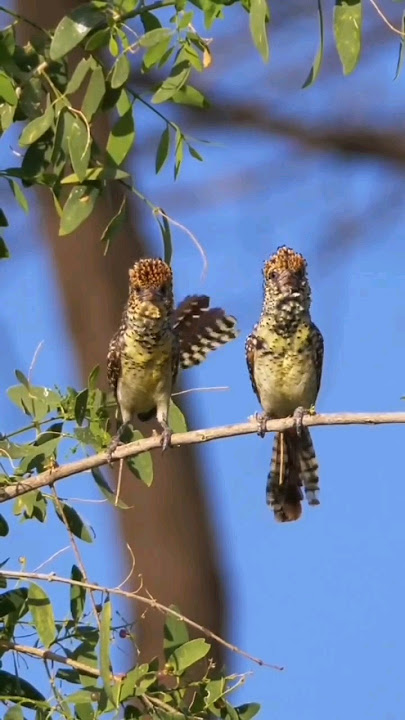 Download lagu SEPASANG BURUNG CANTIK //BARBET D'ARNAUD
