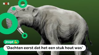 Kinderen vinden botten van prehistorische olifant