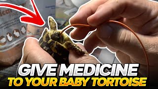 How to Tube Feed and Medicate a Small sick Tortoise