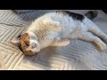 【三毛猫】朝日とともに甘えるミケ（2026年5月21日）