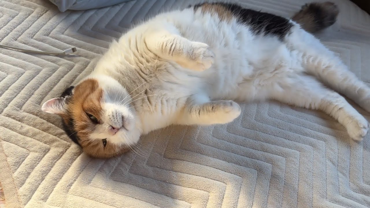 【三毛猫】朝日とともに甘えるミケ（2026年5月21日）