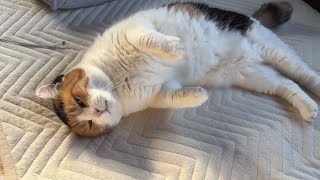 【三毛猫】朝日とともに甘えるミケ（2026年5月21日）
