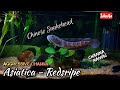 Aggressive Channa Asiatica Redstripe 4K Channaasiatica Channidae Chinesesnakehead Snakehead mp3