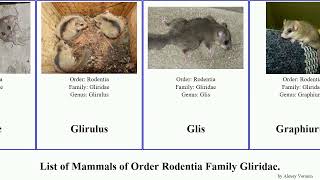 List Of Mammals Of Order Rodentia Family Gliridae. Dormouse Garden Desert Hypnomys Glirinae North