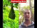 Engineering bird #bird #animal #animalsshort #animalshort