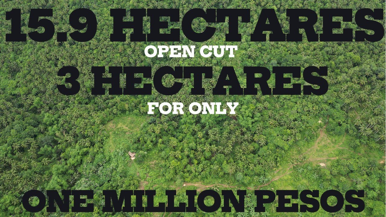 VLOG # 142| 15.9 HECTARES | OPEN CUT | 3 HECTARES FOR 1 MILLION PESOS | DIRECT TO OWNER |