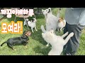 [강아지 천국] 까꿍이와 친구들에 신나는 간식시간♡ / Exciting snack time for puppies♡
