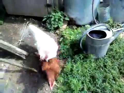 Секскурицы и петуха видео фото 161-378 Секскурицы и петуха видео фото 161-378
