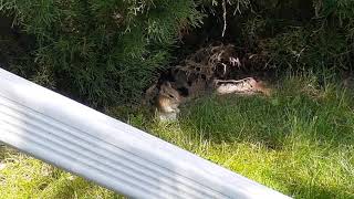 The Taming And Feeding Of The Chipmunk.