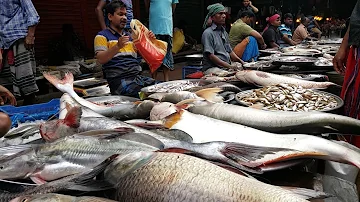 Amazing Fish Market | Biggest Fish Market In Noya Bazar Old Dhaka Bangladesh