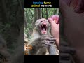 ranking funny animal moments #shorts #funny  #ranking