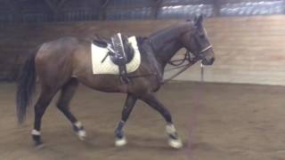 Caletto, Lunge, Trotting Poles, 2.4.2017