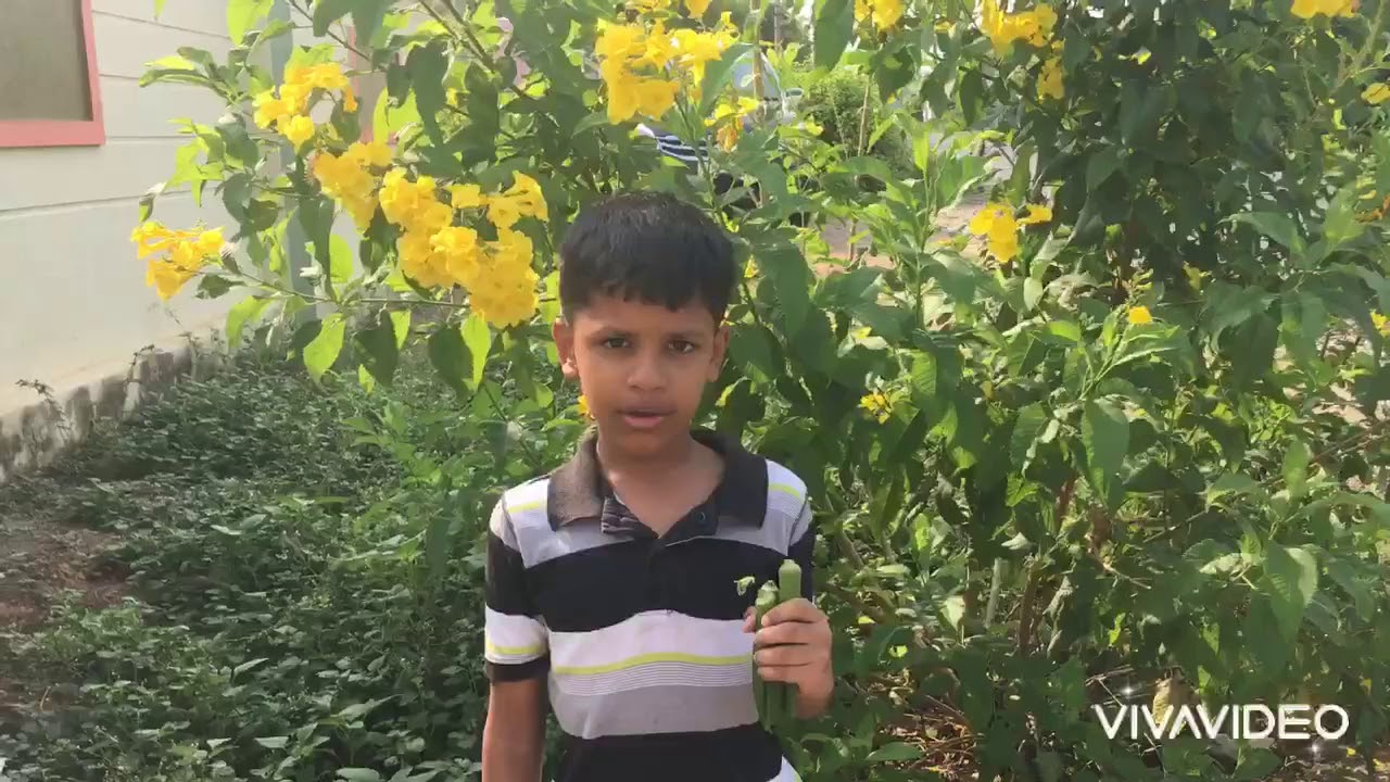 Okra Slime / Vendakkai saaru Health benefits YouTube