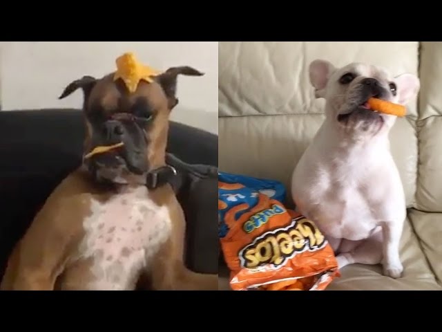 Best Mannequin Challenge EVER By DOGS