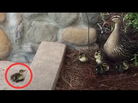 failure meaning in bengali Duckling vs Ledge: The Little Duckling That Could | The Dodo