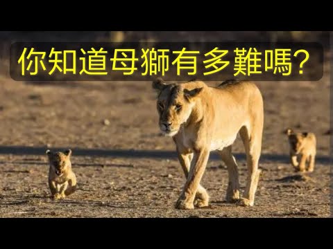 母獅子一生要失去多少孩子？ 躲起來生產，平均生3胎才能養大1只