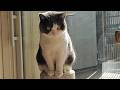 小鳥が来るのを待ち続ける猫
