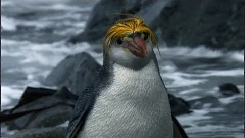 Royal "Pengwings" Penguins | Benedict Cumberbatch ...