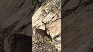 Hopefully mamma is in a better mood today. #sodaklivecrittercam #deer #crittercam #whitetail