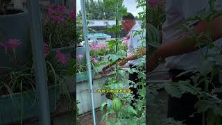 Why do vegetables grow so well on the rooftop It's because I regularly water