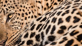 Male LEOPARD Catches Rutting IMPALA