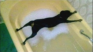 Собаки просто не хотят купаться - смешная собака для купания