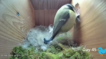 From empty nest to first egg in less than 7 minutes | Blue Tit bird nest box live | Birds