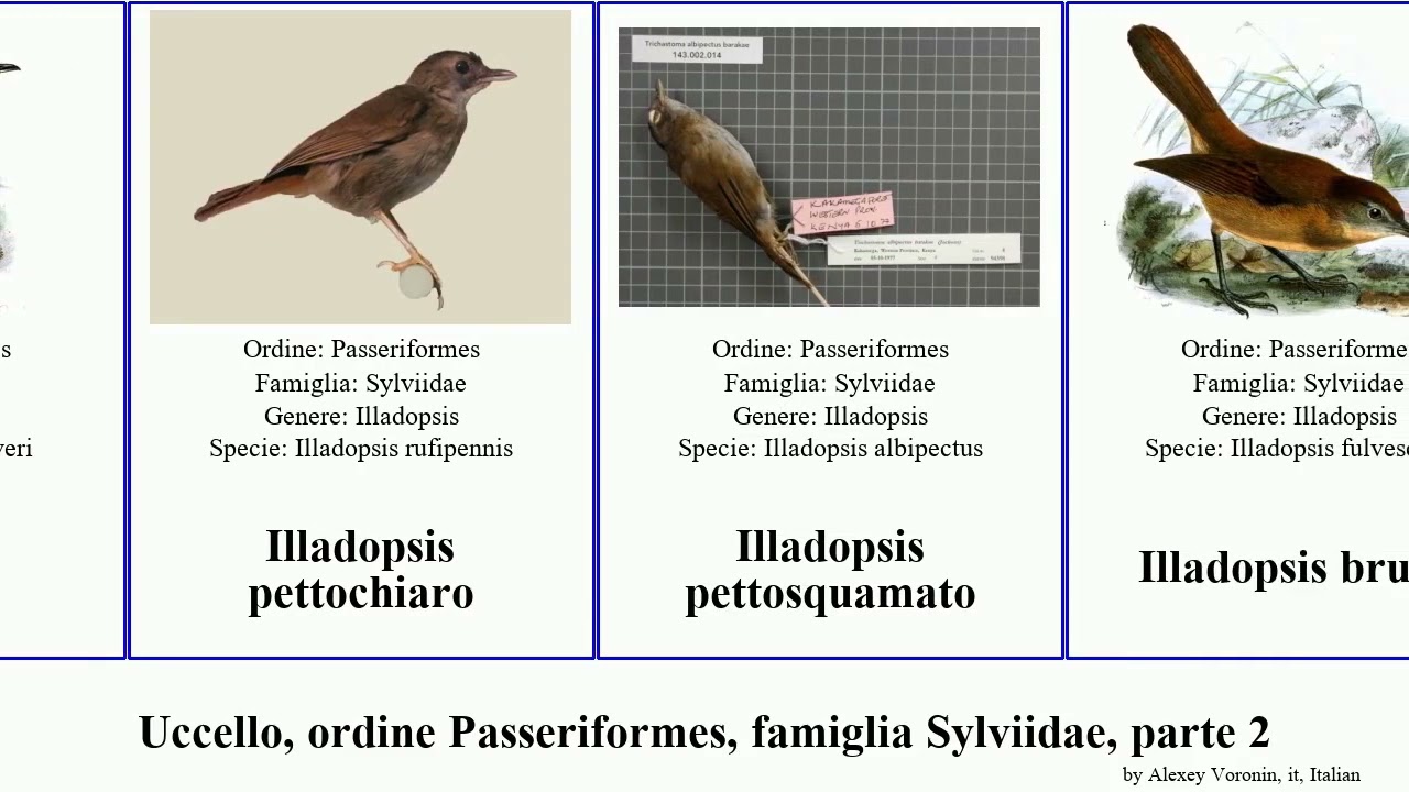 Uccello, ordine Passeriformes, famiglia Sylviidae, parte 2 garrulo sghignazzante luì scricciolo