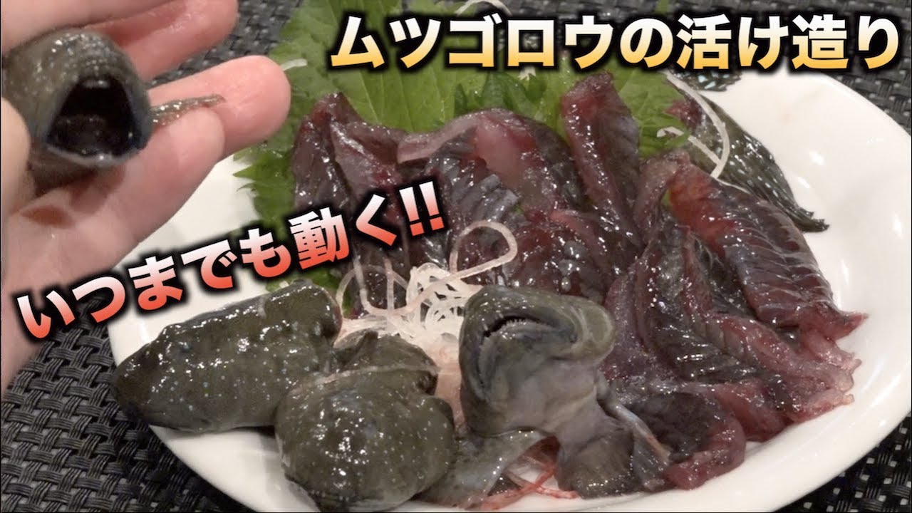 珍魚ムツゴロウを徹底解説 生態や販売は おすすめ料理や味は お食事ウェブマガジン グルメノート