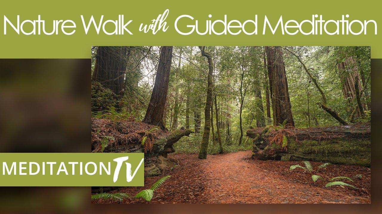 Redwood Forest Ritual Walking Meditation In The Redwoods Forest - YouTube