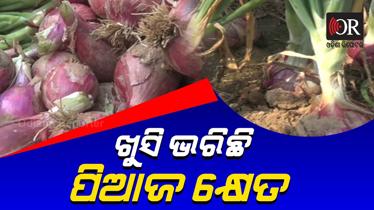 ଚାଷୀଙ୍କ ମୁହଁରେ ହସ ଭରିଛି ପିଆଜ Agriculture Onion Farming Odisha