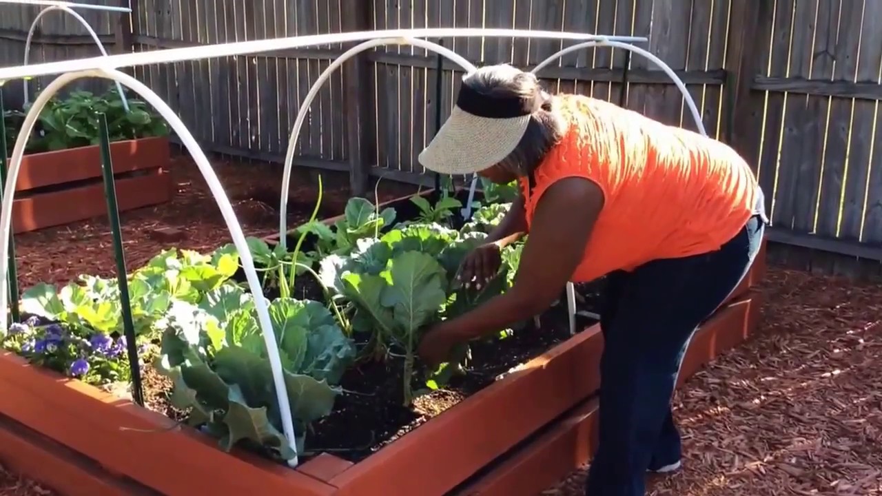 How To Harvest Collard Greens Raised Bed Garden YouTube