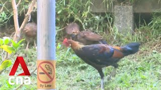 Chicken rearing not allowed in HDB flats due to public health, conflict management concerns screenshot 1