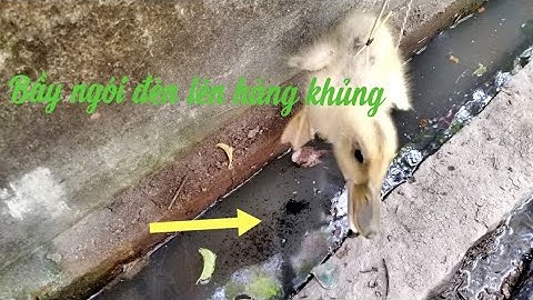 Câu cá lóc bằng vịt trở lại với đường thoát nước lên cá to, snakehead fishing, săn bắt trà vinh