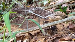 How to Use The Mouse Trap to Easy Bird Trap | Easy Bird Trap | Creative Bird Trap For Forest