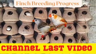 Finch Ki Akri Breed  | चिड़िया का पिंजरा अंडे और चूजों से भरा हुआ | فیچ کی آخری بریڈ | by NK Birds 372 views 1 year ago 13 minutes, 54 seconds