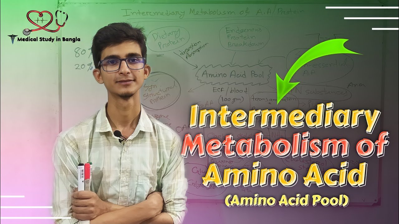 Amino Acid Pool in bangla (Intermediary metabolism of Amino Acids