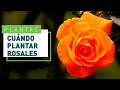 Cundo y cmo plantar rosales en tu jardn  verdecora