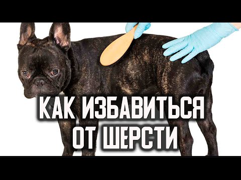3 Совета по УХОДУ за шерстью для ФРАНЦУЗСКОГО бульдога