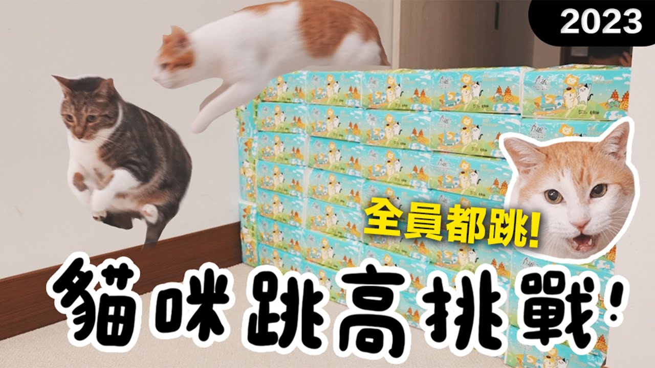 【黃阿瑪的後宮生活】2023貓咪跳高挑戰！全員都跳！