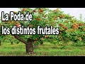 La Poda de los Frutales de Hoja Perenne y Hoja Caduca